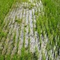 鋅對作物生長(cháng)的重要性